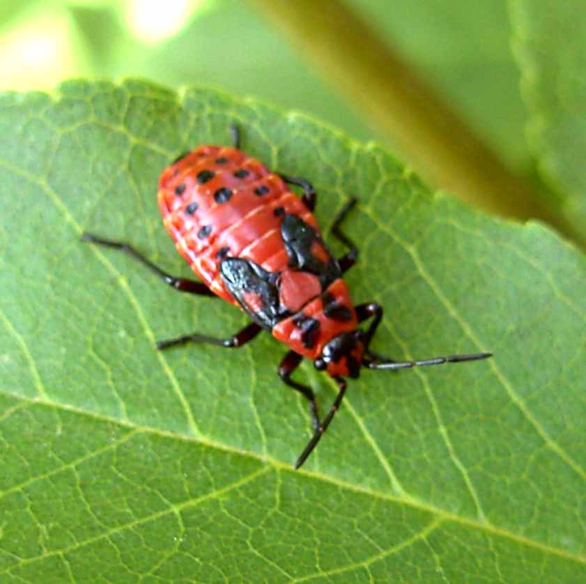 Ninfa di Lygaeidae di Bosnia: Spilostethus sp.